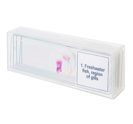 Sada mikropreparátov Discovery Prof DPS 5. Obojživelník, image-3