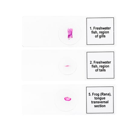 Sada mikropreparátov Discovery Prof DPS 5. Obojživelník, image-5