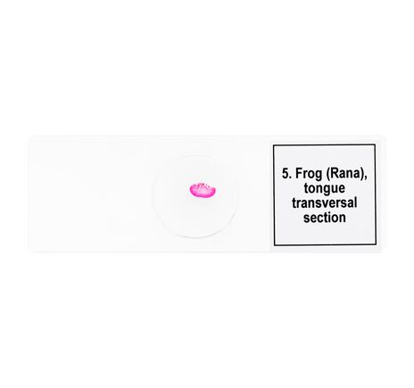 Sada mikropreparátov Discovery Prof DPS 5. Obojživelník, image-7