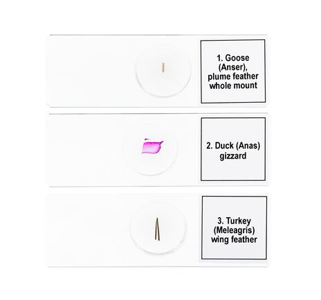 Sada mikropreparátov Discovery Prof DPS 5. Vtáky, image-5