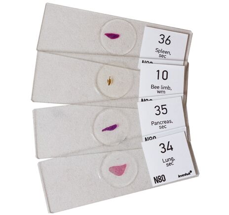 (EN) Levenhuk N80 NG "See it all" Slides Set, image-3