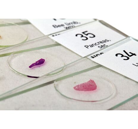 (EN) Levenhuk N80 NG "See it all" Slides Set, image-4