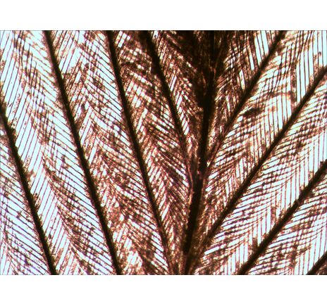 (EN) Levenhuk N80 NG "See it all" Slides Set, image-7