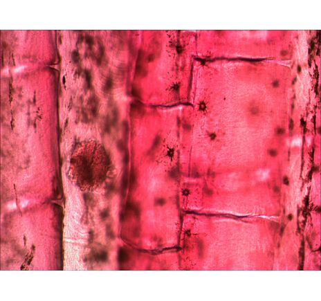 (EN) Levenhuk N80 NG "See it all" Slides Set, image-9