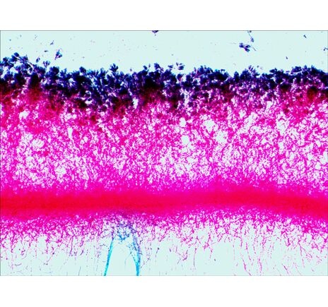 (EN) Levenhuk N80 NG "See it all" Slides Set, image-15