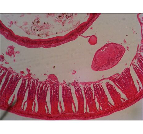 (EN) Levenhuk N80 NG "See it all" Slides Set, image-13