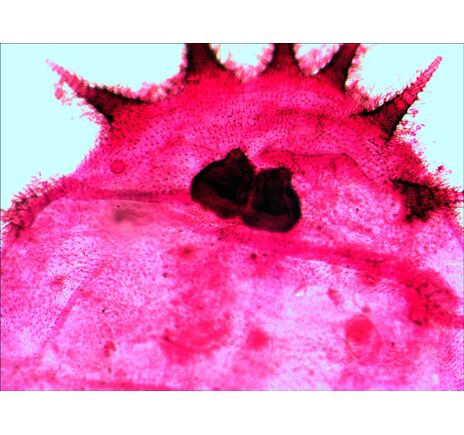 Levenhuk N20 NG Prepared Slides Set, image-11