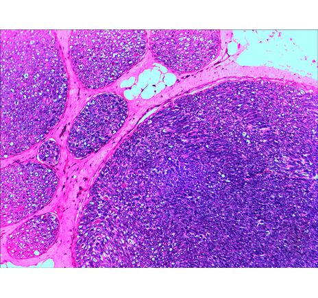 Levenhuk N20 NG Prepared Slides Set, image-7