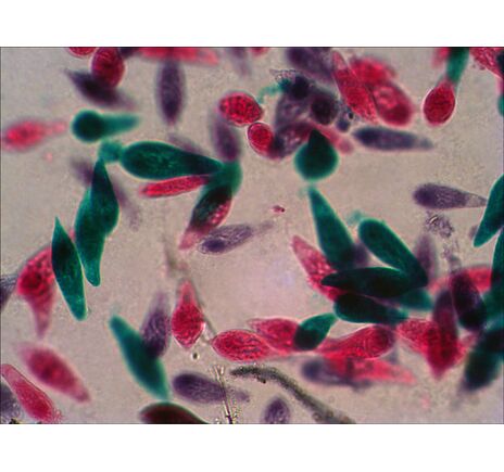 Levenhuk N18 NG Prepared Slides Set, image-9