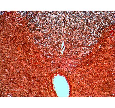 Levenhuk N20 NG Prepared Slides Set, image-8