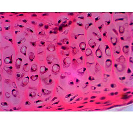 Levenhuk N20 NG Prepared Slides Set, image-9