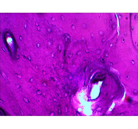 Levenhuk N20 NG Prepared Slides Set, image-10