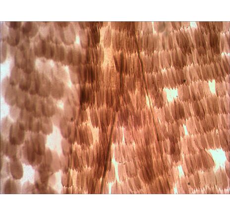 Levenhuk N10 NG Prepared Slides Set, image-9