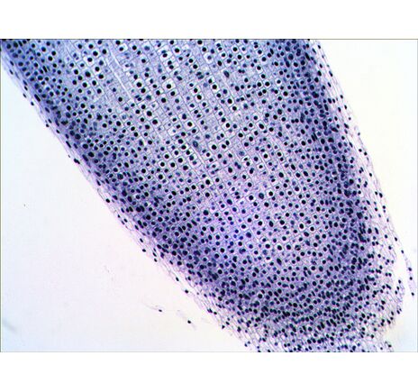 Levenhuk N20 NG Prepared Slides Set, image-6