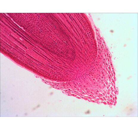 Levenhuk N18 NG Prepared Slides Set, image-12