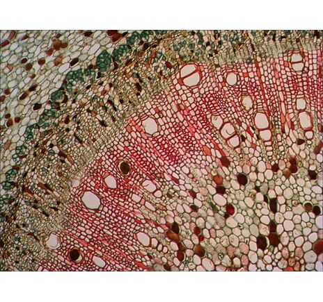 Levenhuk N18 NG Prepared Slides Set, image-6