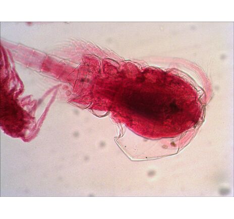 Levenhuk N18 NG Prepared Slides Set, image-8