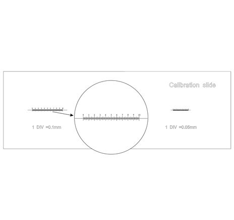 Levenhuk 3 Calibration Slide, image-3