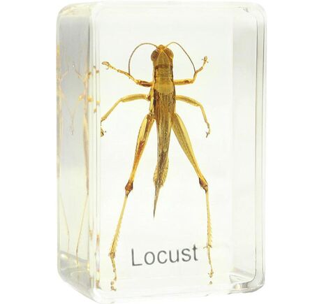 Omegon Dauerpräparat Heuschrecke