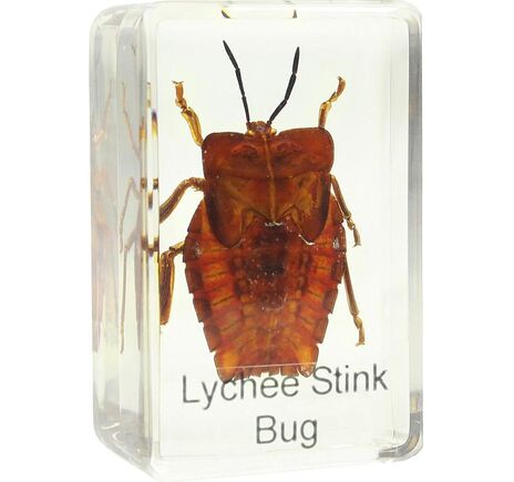 Omegon Dauerpräparat Schildwanze