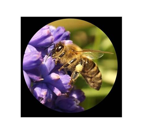 Minox Fernglas Trinovid 8x32 HD, image-4