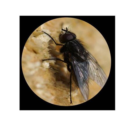 Minox Fernglas Trinovid 8x32 HD, image-3