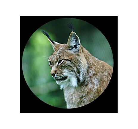 Minox Fernglas Trinovid 8x32 HD, image-2