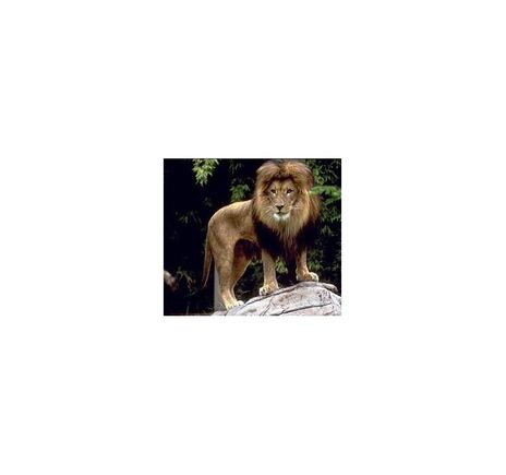 Omegon Monokular Mini Monostar 8x20, image-3