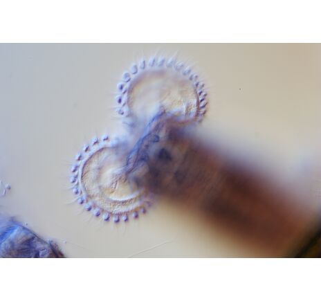 Mikroskopová kamera BRESSER MikroCamII 20 MP 1", image-3