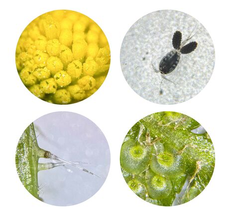 Mikroskop BRESSER JUNIOR s prechádzajúcim a dopadajúcim svetlom, 20x a 50x zväčšenie, image-6