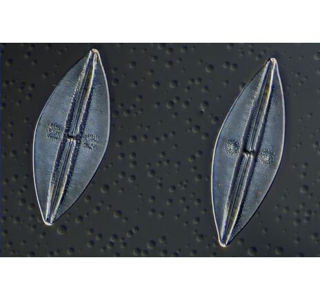 Mikroskopová kamera BRESSER MikroCamII 20 MP 1", image-5