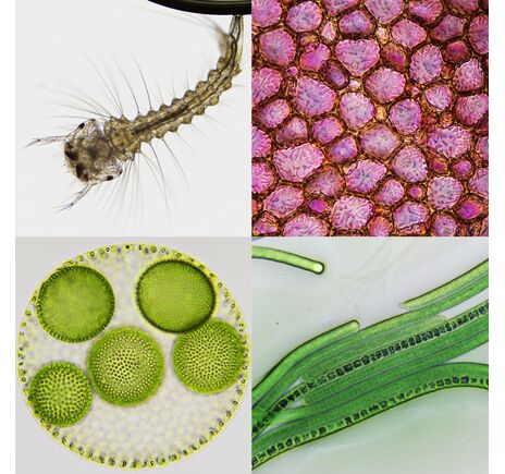 Bresser Science Infinity Mikroskop, image-4