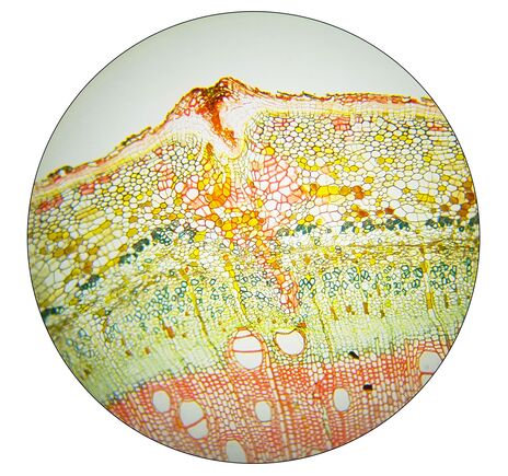 Planokulár BRESSER 30 mm 10x, image-5