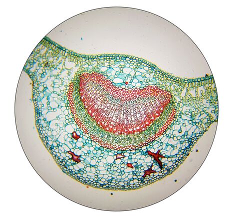 Planokulár BRESSER 30 mm 10x, image-6