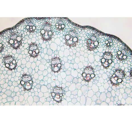 Sada trvalých preparátov BRESSER – 25 ks, image-3