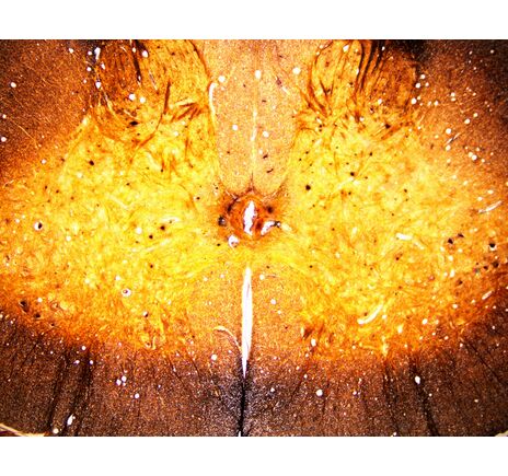 Sada trvalých preparátov BRESSER – 25 ks, image-4