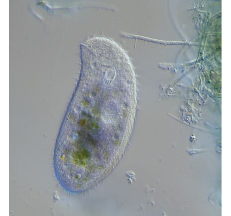 Pre mnohé profesionálne aplikácie v oblasti prírodných vied je diferenciálny interferenčný kontrast v súčasnosti štandardom. Touto metódou sa do, image-7