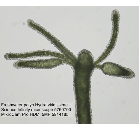 Mikroskopová kamera BRESSER MikroCam PRO HDMI 5 MP, image-3