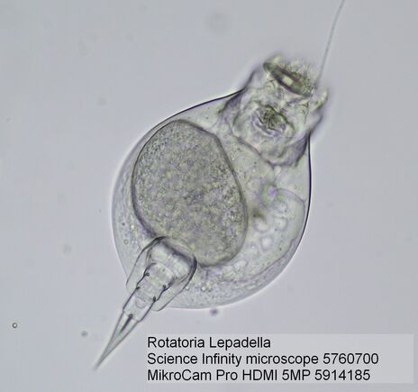 Mikroskopová kamera BRESSER MikroCam PRO HDMI 5 MP, image-4