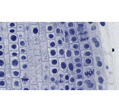 Trvalé mikroskopické preparáty BRESSER – sada 10 ks, image-4