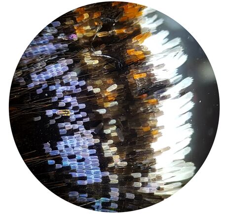 Bresser Biolux NV 20x-1280x Mikroskop s HD USB kamerou, image-6