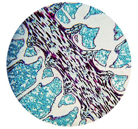 Bresser Biolux NV 20x-1280x Mikroskop s HD USB kamerou, image-7