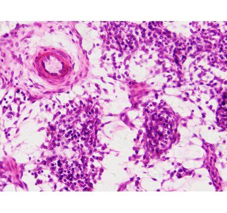 Sada trvalých preparátov BRESSER – histológia, image-5