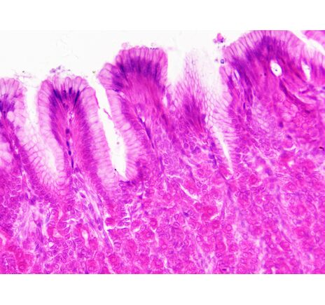 Sada trvalých preparátov BRESSER – histológia, image-6