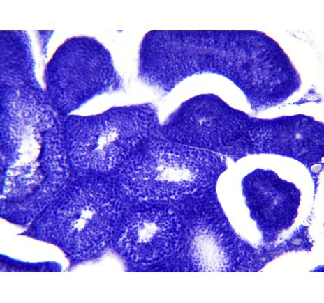 Sada trvalých preparátov BRESSER – histológia, image-8