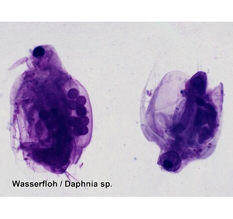 Sada trvalých preparátov BRESSER – 50 ks farbených vzoriek, image-6