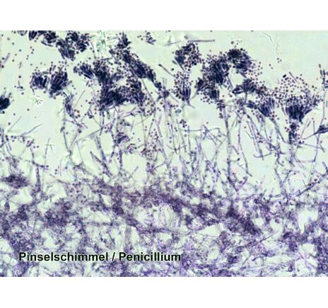 Sada trvalých preparátov BRESSER – 100 ks v plastovom boxe, image-2