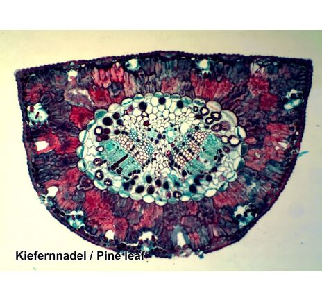 Sada trvalých preparátov BRESSER – 100 ks v plastovom boxe, image-3