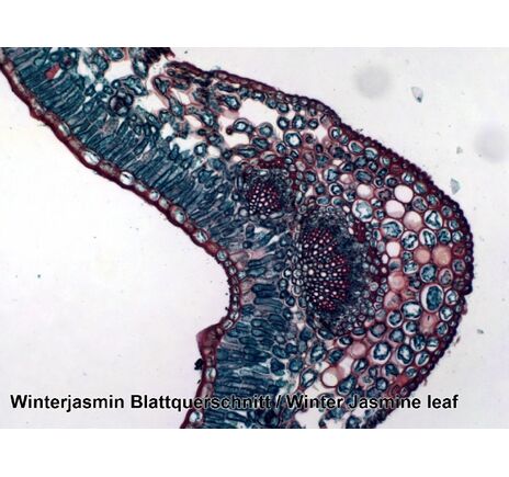 Sada trvalých preparátov BRESSER – 100 ks v plastovom boxe, image-4