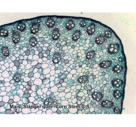 Sada trvalých preparátov BRESSER – 100 ks v plastovom boxe, image-5